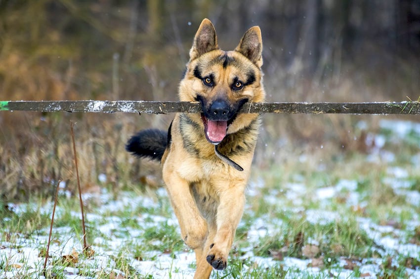 A German Shepherd running with a stick n its mouth
