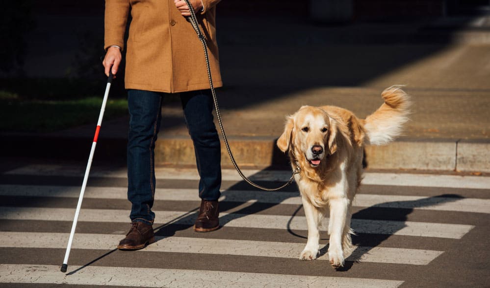 Service dog working as guide to blind man on crosswalk