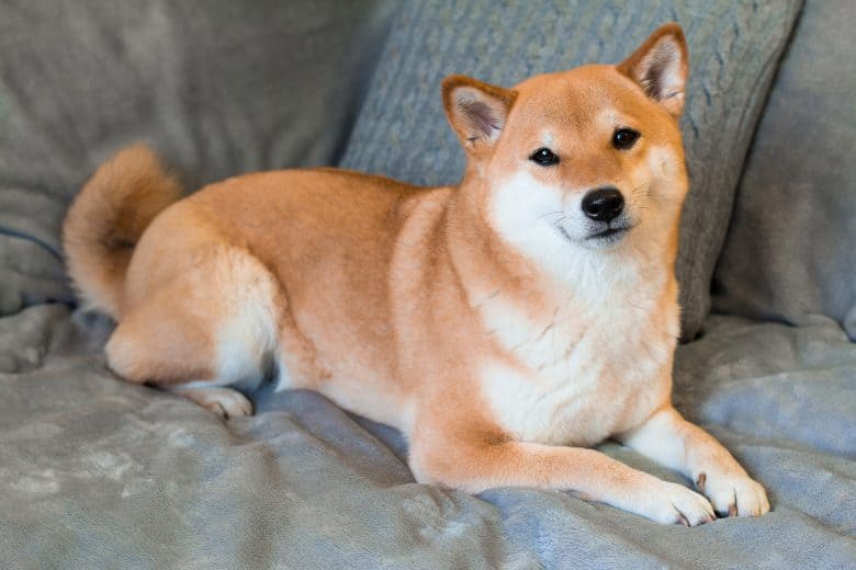 Adorable Shiba Inu dog lying on the sofa