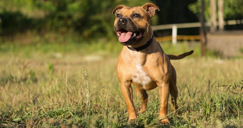 Staffordshire Bull Terrier barking in the field