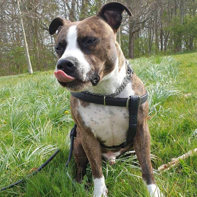 Staffordshire Bull Terrier Boxer mix dog