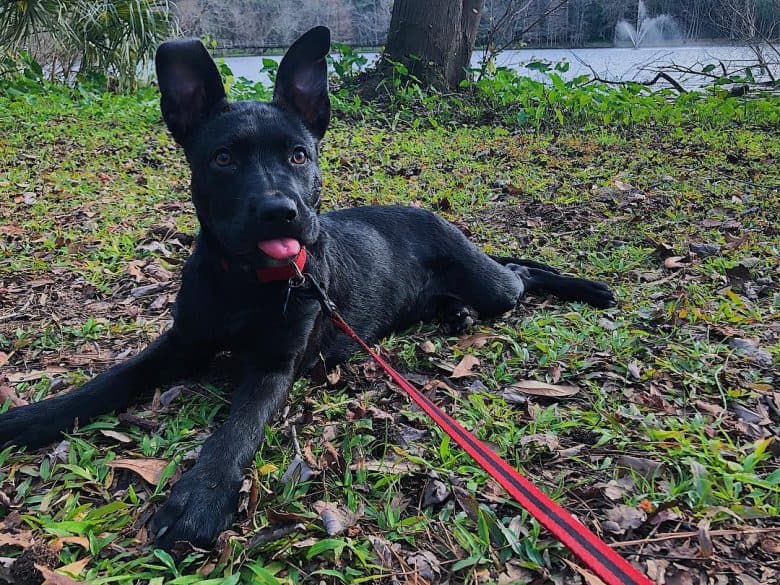 Black German Shepherd Pitbull Mix lying on the ground