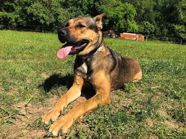 Shepherd Pit lying in the sun