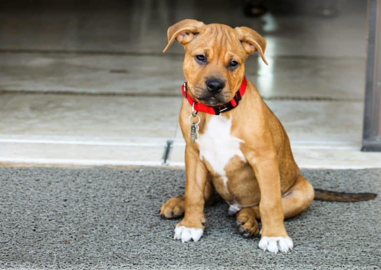 Pitbull Boxer Mix puppy sitting