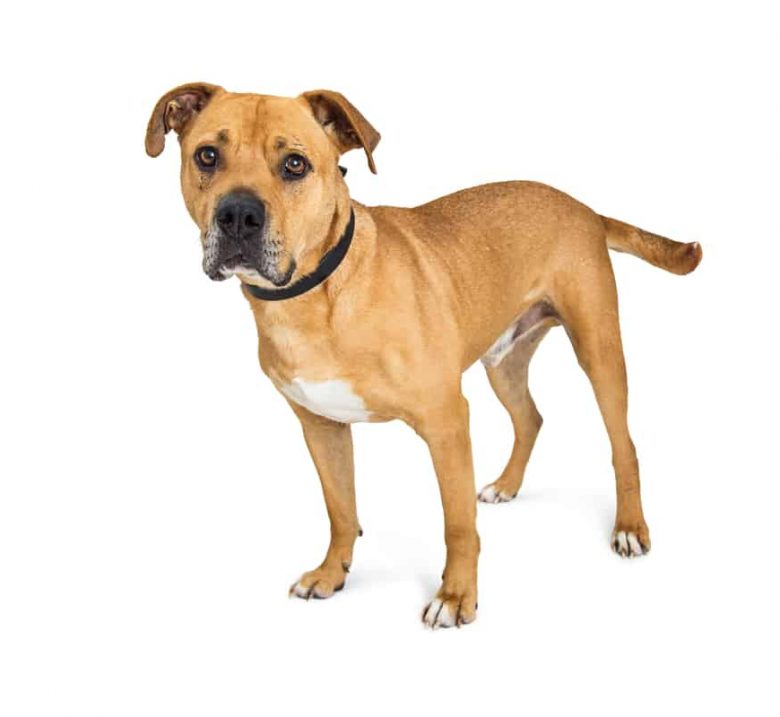 Boxer Pitbull Mix standing