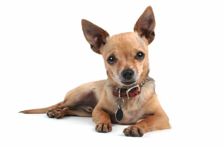 Deer Head Chihuahua lying down with its paws in front