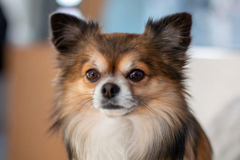 Close-up of a Deer Head Chihuahua with long hair