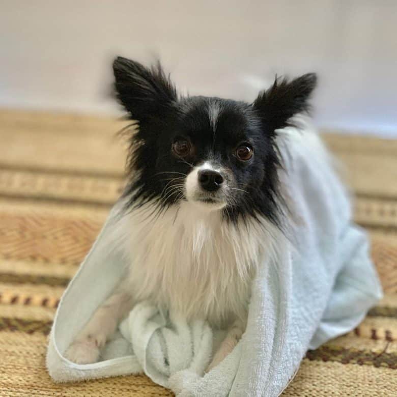 Deer Head Chihuahua with long coat wrapped in a towel