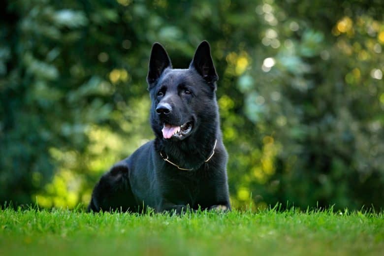 Black German Shepherd lying in the grass