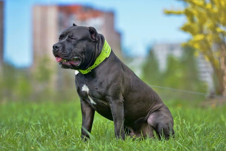 American Bully sitting in grass
