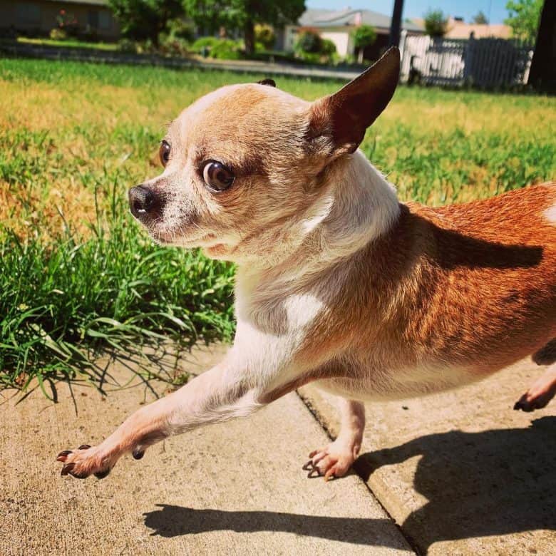 Teacup Chihuahua walking in the sun, one leg raised