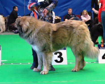 Adult Russian Bear Dog in a dog show