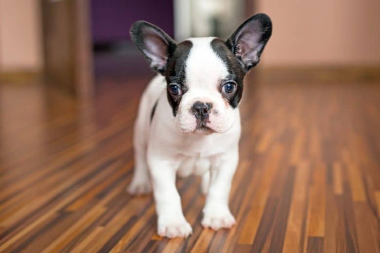 A tiny French Bulldog puppy standing on wood floor