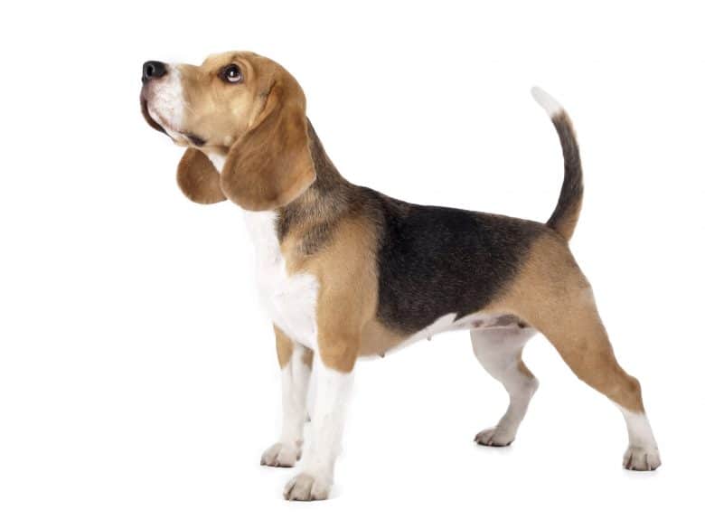 The Baying Beagle