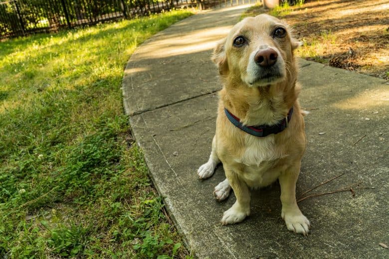 The Corgi Beagle Mix