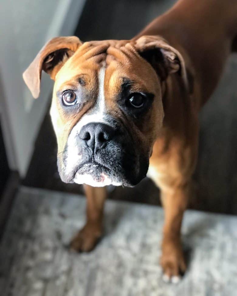 Meet the Boxer Bulldog