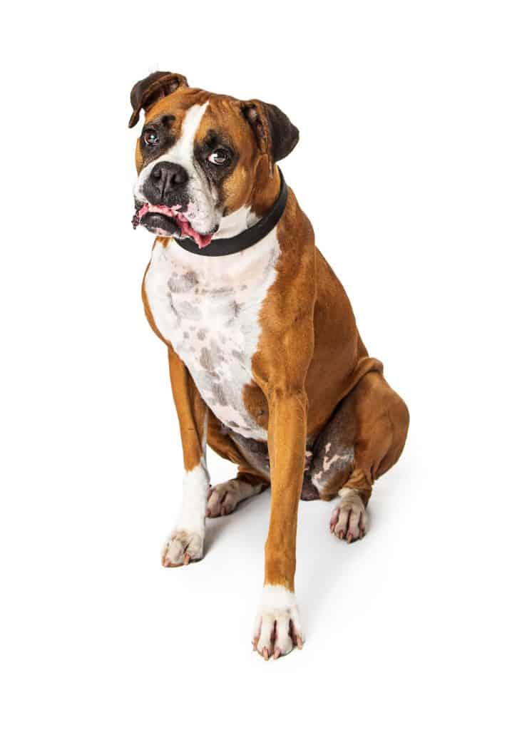 Meet the adult Boxer and Bulldog mix