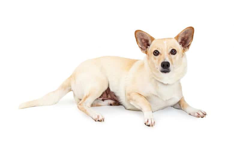 Chihuahua and Corgi mixed breed dog