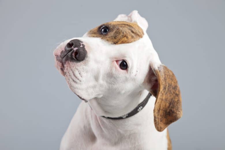 Meet the White American Bulldog puppy