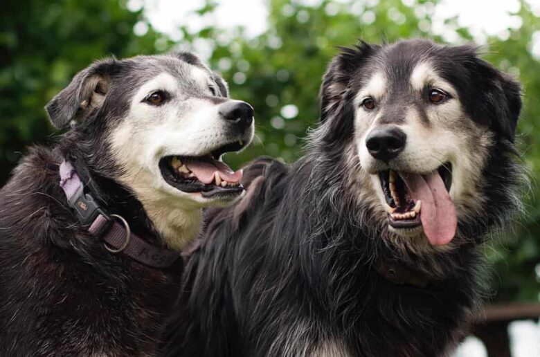 Meet the Golden Retriever & Alaskan Malamute mix dogs