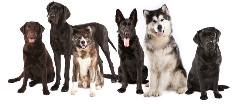 Pack of Malamute mixes