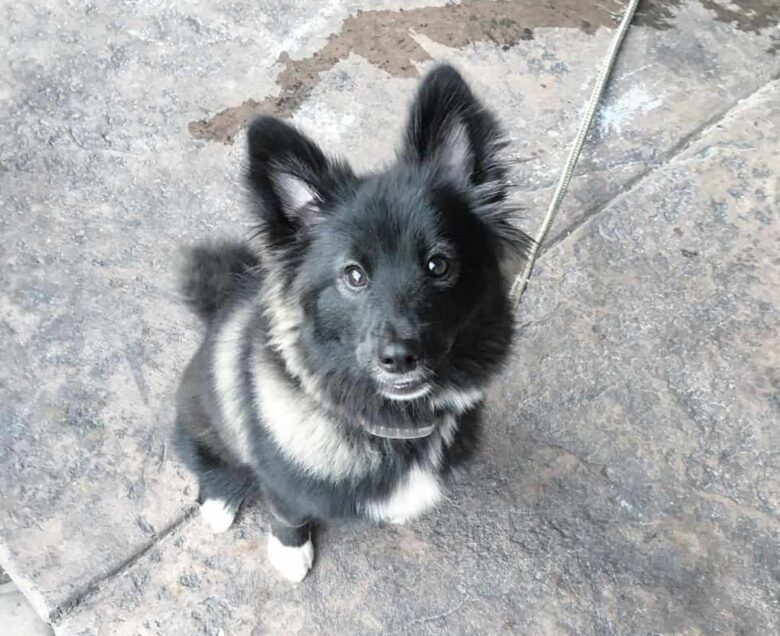 Meet the Pomeranian & Alaskan Malamute mix