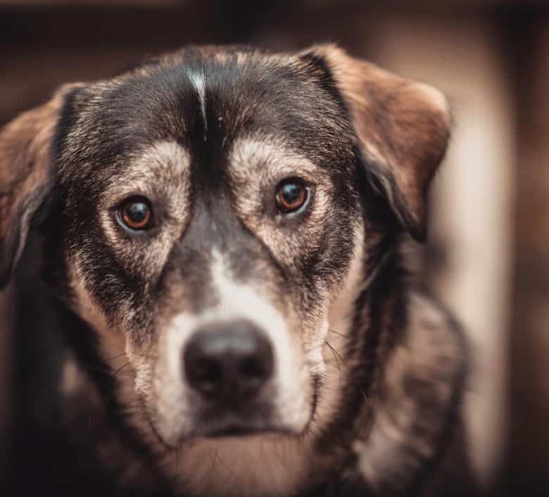 Meet the Labrador Retriever & Alaskan Malamute mix