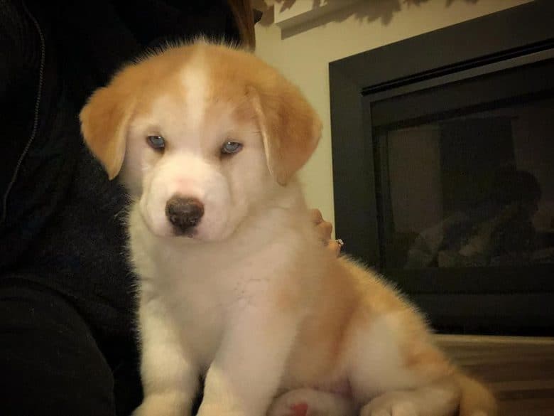 Meet the St. Bernard & Alaskan Malamute mix