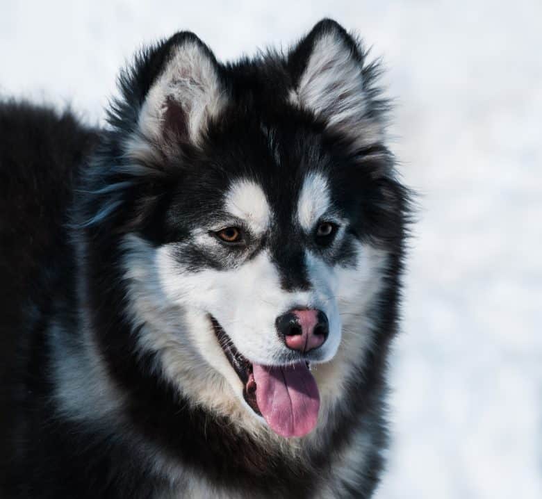 Meet the Alaskan malamute and Siberian husky mix