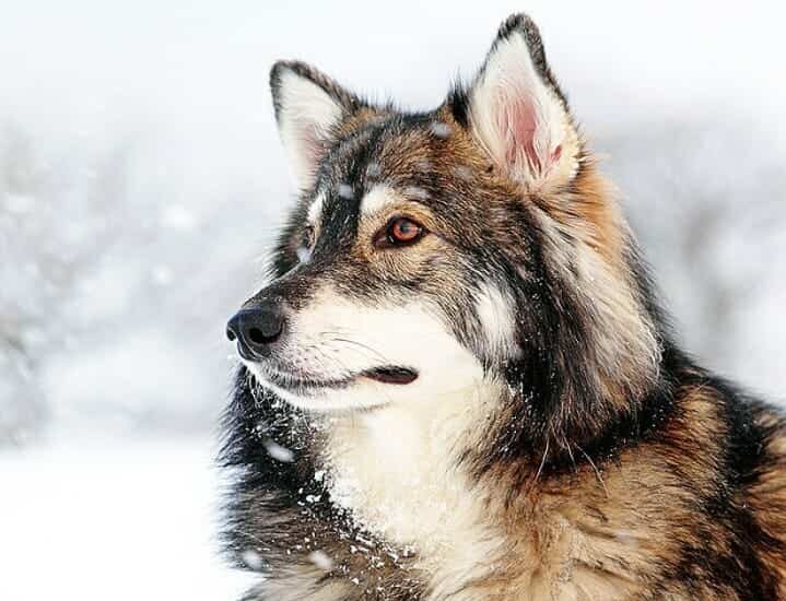 Meet the Utonagan Dog