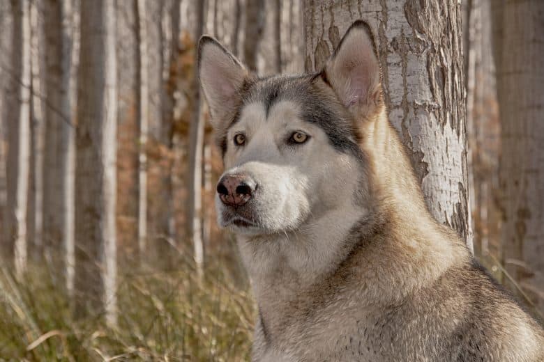 Meet the Timber Wolf & Alaskan Malamute mix