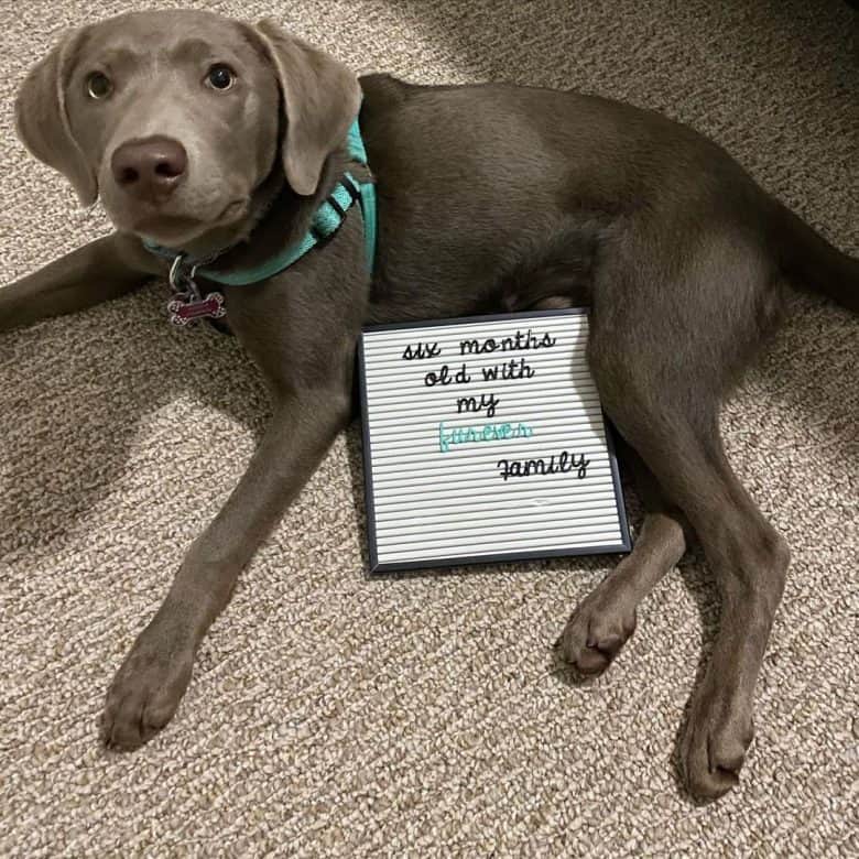 Silver Labrador puppy