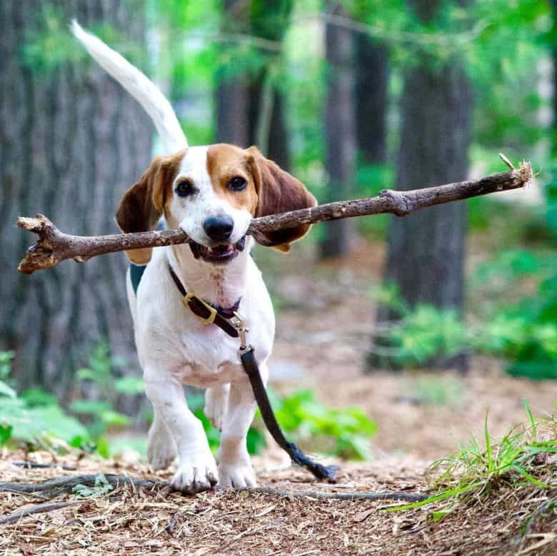 Beagle Basset Hound mix playing under the trees
