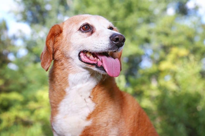 Beagle Basset Hound mix portrait