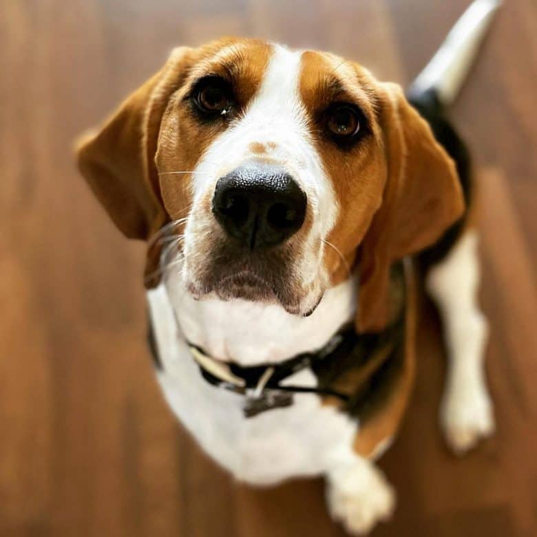 Basset Hound Beagle mix waiting for treat
