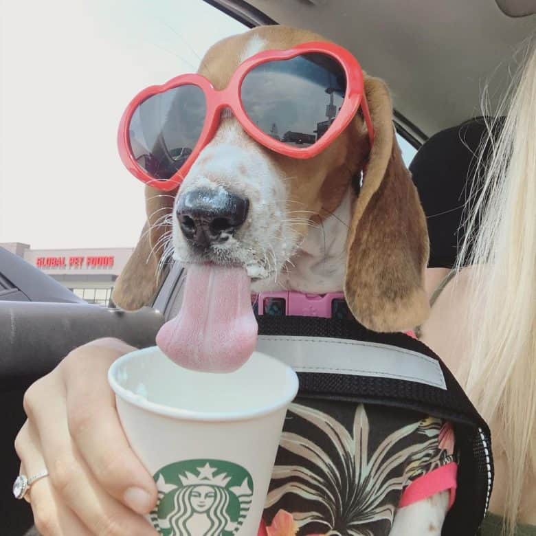 Beagle Basset Hound mix drinking inside the car