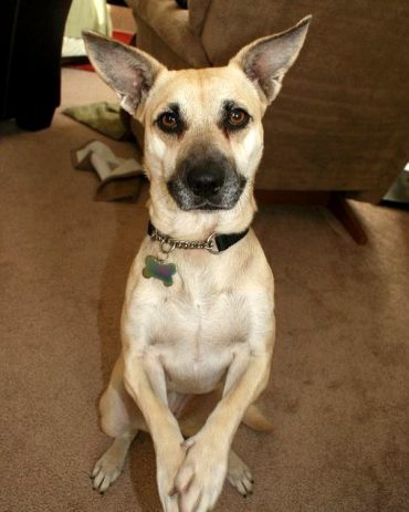 Chi-Dane-Dane doing sit training