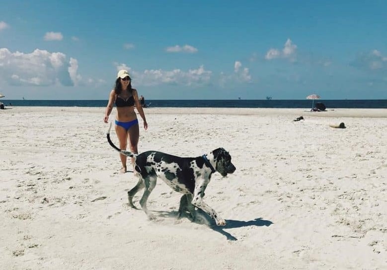 Chihuahua Great Dane mix in the beach