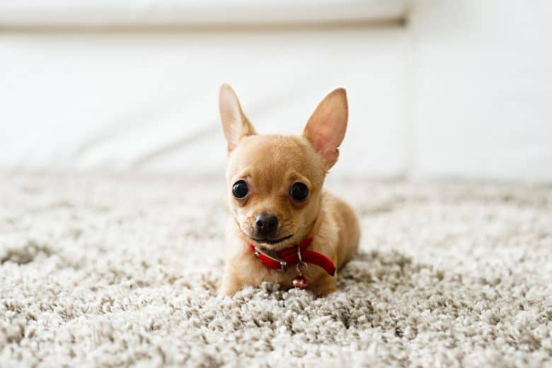 Chihuahua in the carpet