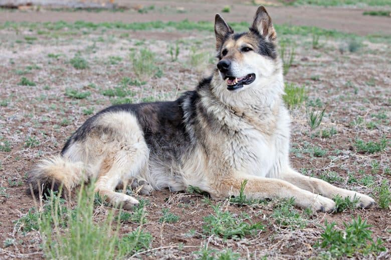German Shepherd Malamute mix resting on the field