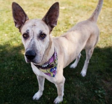 Great Dane Chihuahua mix portrait