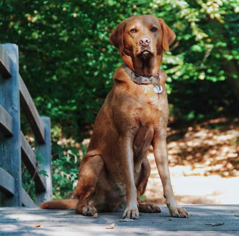 Red Labrador sitting outdoor