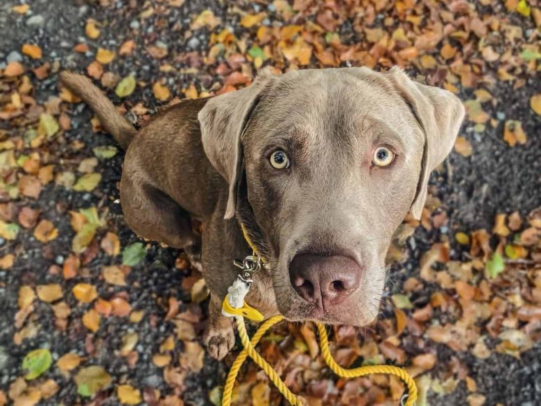 Silver Labrador staring at the owner