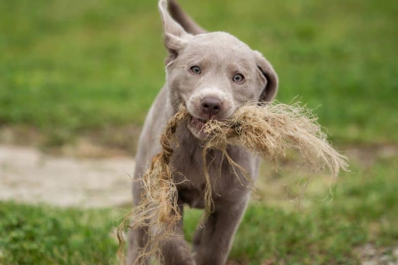 Silver Labrador Retriever playing outside