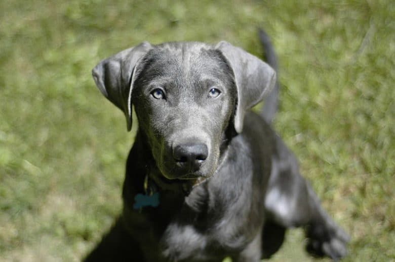 Portrait of Silver Lab under the sun