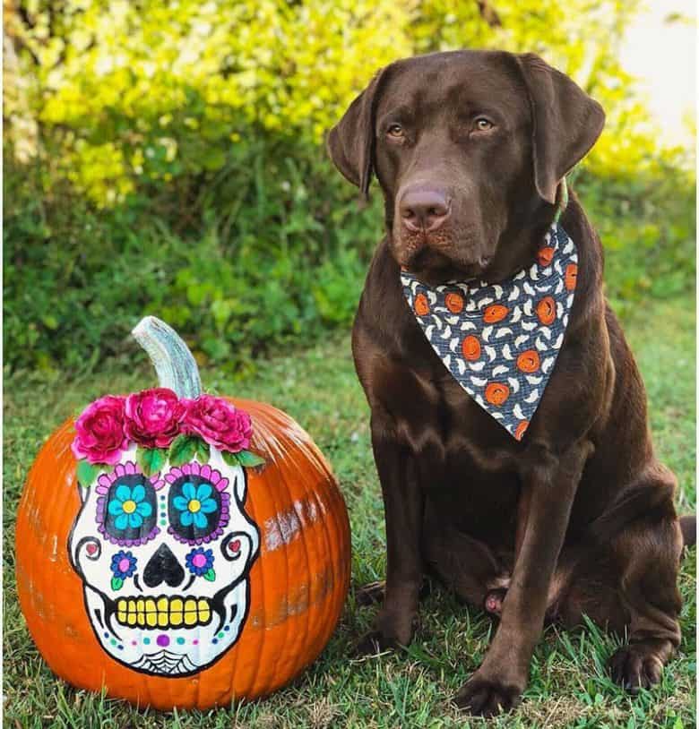 1-year-old Labrador Retriever wearing Halloween scarf