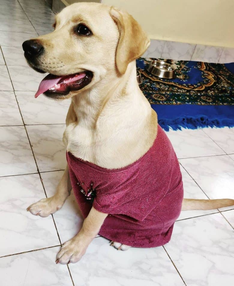 6-month-old Labrador Retriever
