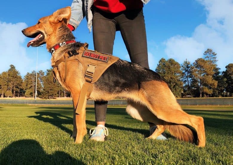 An American German Shepherd on training