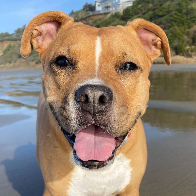 Boxer and PitBull Mix dog portrait
