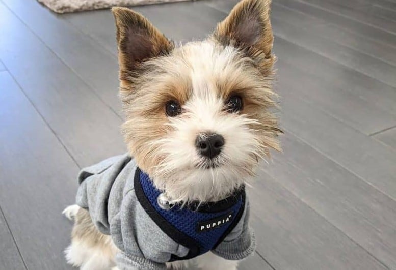 a Parti Yorkie wearing a cozy sweater with a blue harness